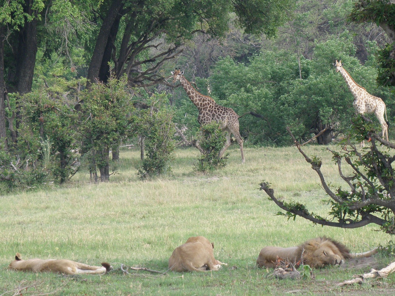 Afrika, Botsvana, Gyvūnai, Okavango Delta, Liūtys, Žirafos, Nemokamos Nuotraukos,  Nemokama Licenzija
