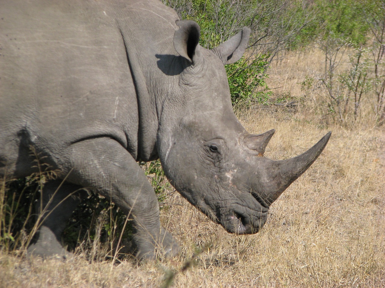 Afrika,  Raganos,  Rhino,  Balta,  Laukinis, Nemokamos Nuotraukos,  Nemokama Licenzija