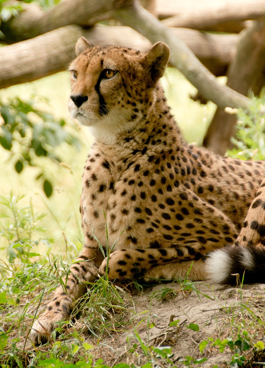 Afrika, Kenya, Safari, Gamta, Šventė, Nacionalinis Parkas, Gyvūnai, Kraštovaizdis, Gamtos Parkas, Žinduoliai