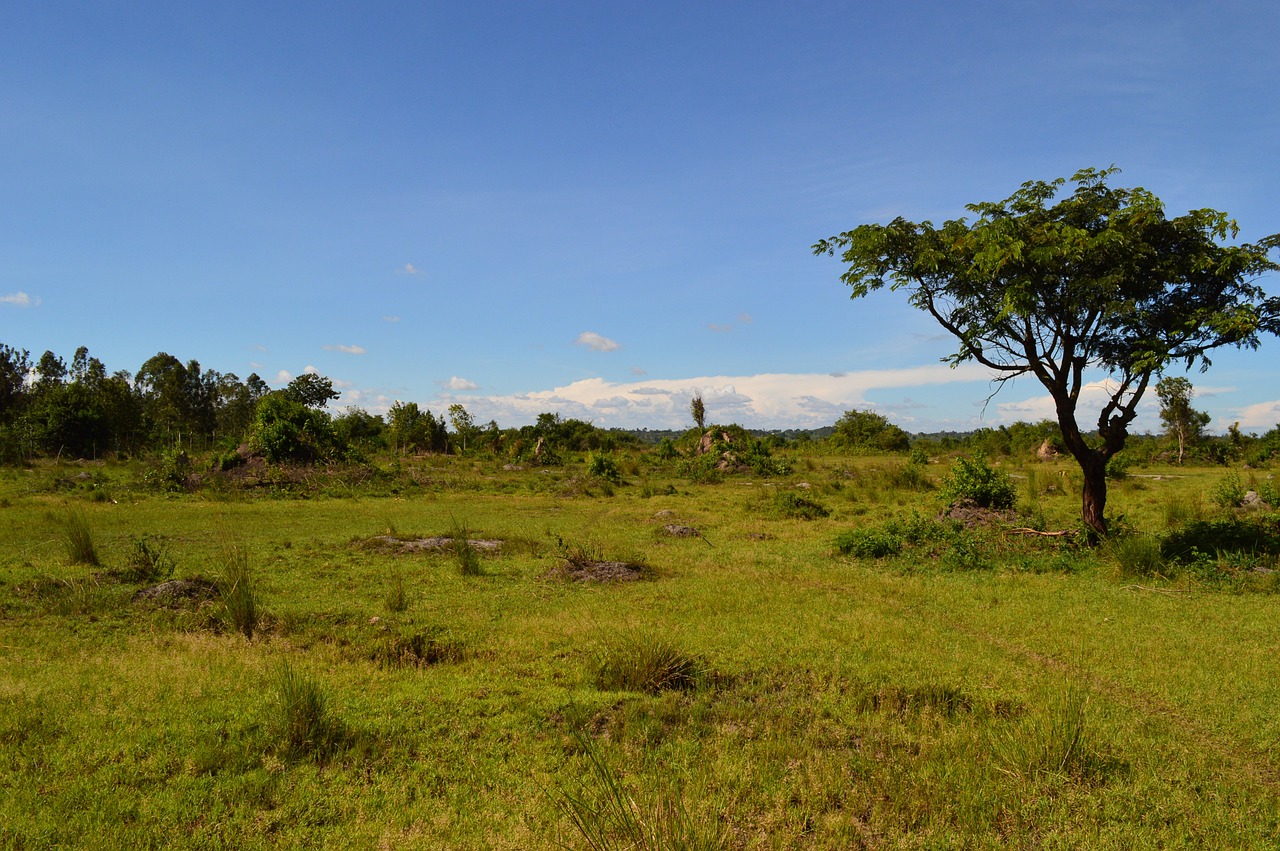 Afrika, Stepė, Uganda, Žemė, Savanne, Nemokamos Nuotraukos,  Nemokama Licenzija