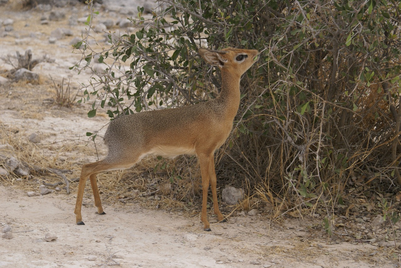 Afrika,  Antilopė,  Safari,  Namibija,  Laukinis, Nemokamos Nuotraukos,  Nemokama Licenzija