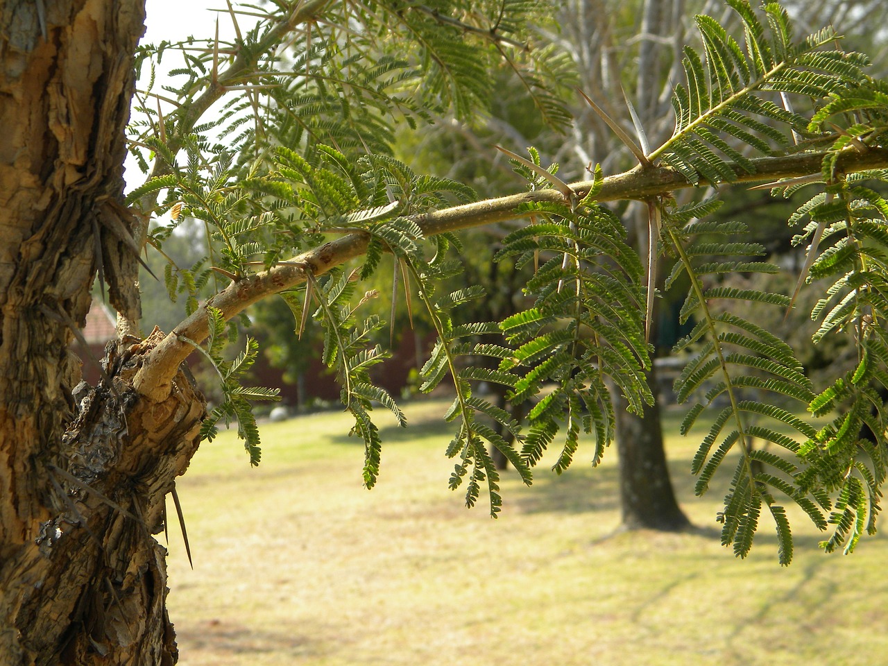 Afrika, Pietų Afrika, Medis, Acacia, Erškėčių, Gamta, Šalis, Lauke, Filialas, Stiebas