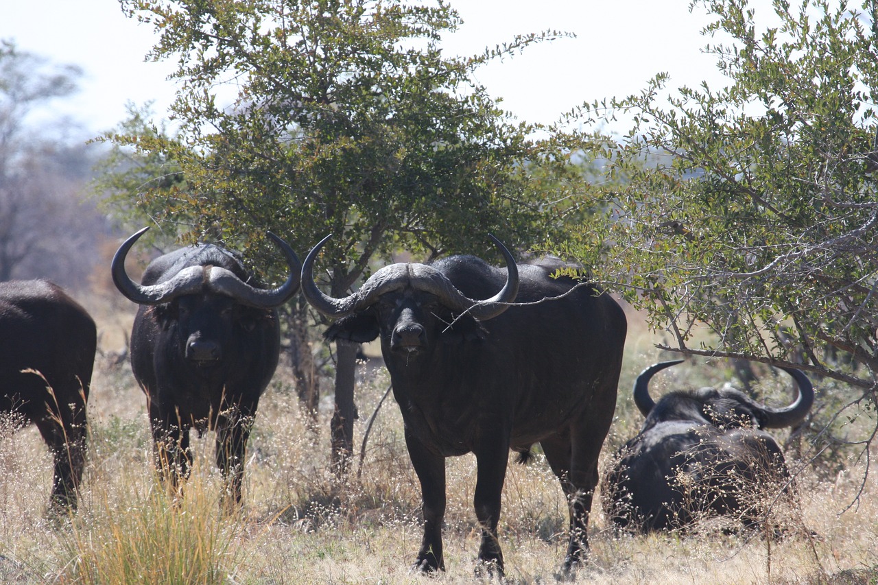 Afrika, Laukiniai Gyvūnai, Bizonas, Nemokamos Nuotraukos,  Nemokama Licenzija