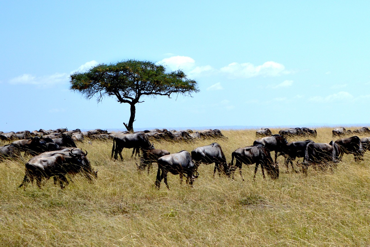 Afrika, Medis, Gamta, Kelionė, Dangus, Laukiniai, Vasara, Laukinė Gamta, Safari, Natūralus