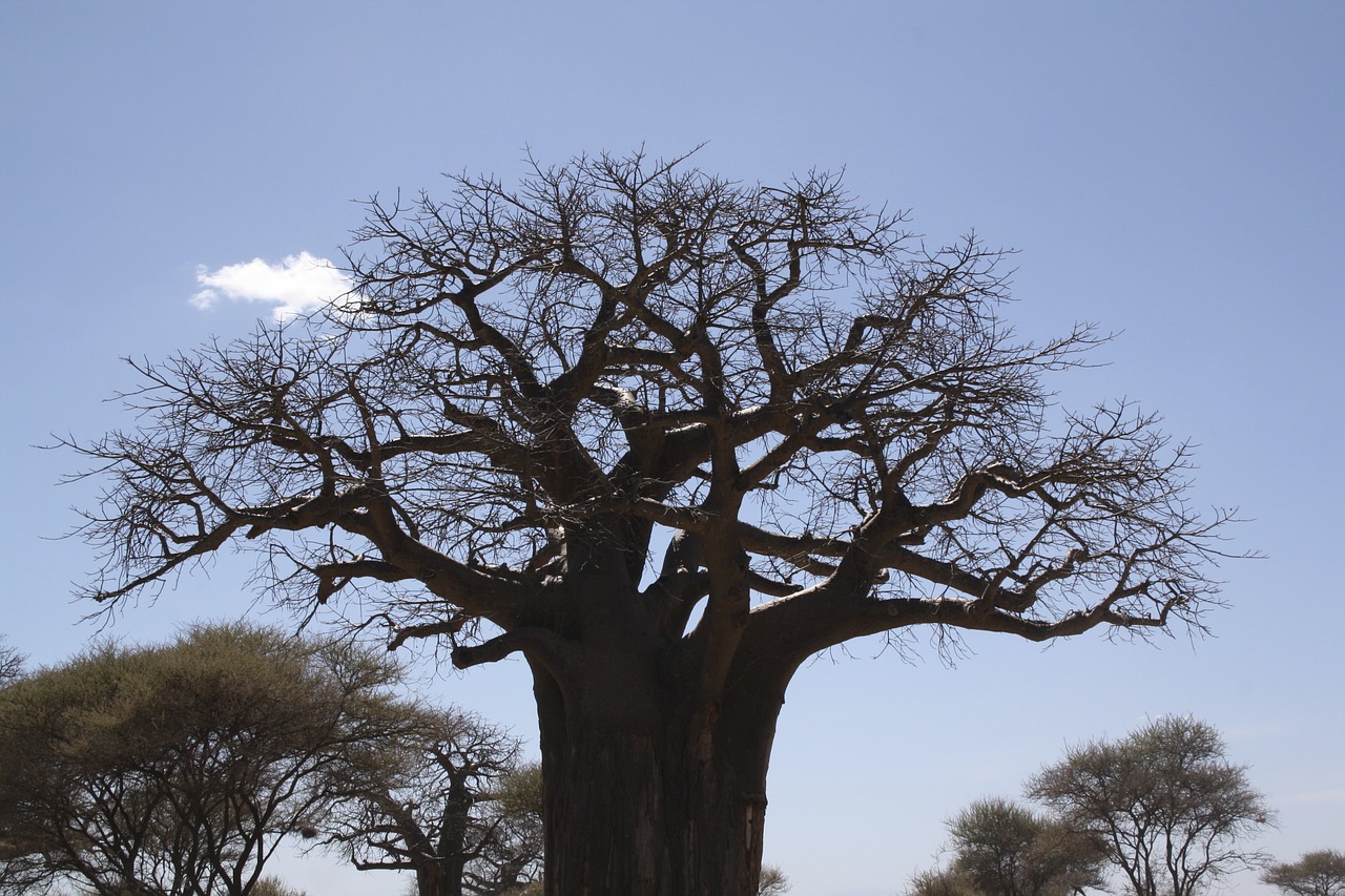 Afrika, Džiunglės, Taranguire, Nemokamos Nuotraukos,  Nemokama Licenzija