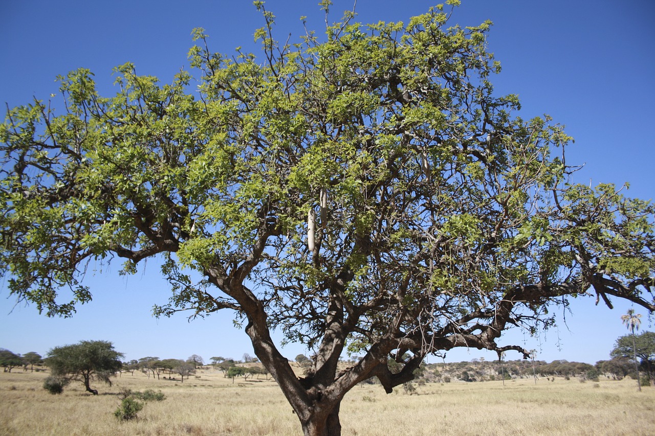 Afrika, Džiunglės, Taranguire, Nemokamos Nuotraukos,  Nemokama Licenzija