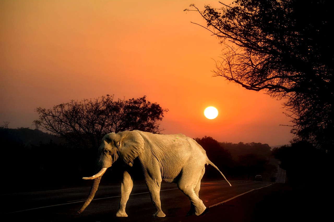 Africa Sun, Laukinis Gyvenimas, Dramblys, Kruger Parkas Pietų Afrikoje, Nemokamos Nuotraukos,  Nemokama Licenzija