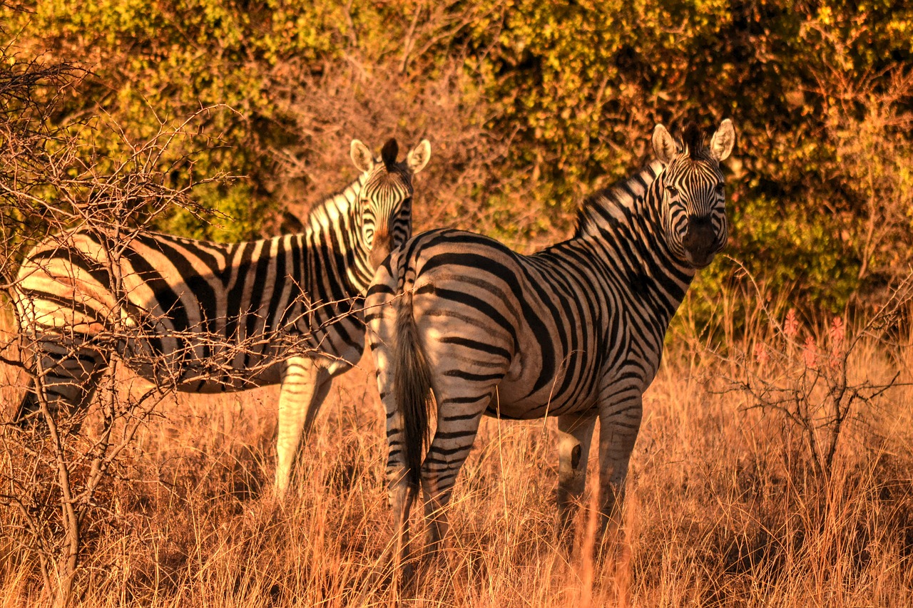 Africa Sun, Zebras, Safari, Laukinis Gyvenimas, Nemokamos Nuotraukos,  Nemokama Licenzija