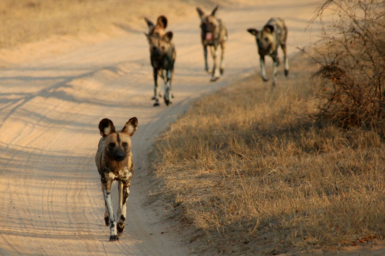 Medžioklė, Afrikos, Afrika, Safari, Dykuma, Į Pietus, Laukinė Gamta, Laukiniai, Gamta, Nykstantis