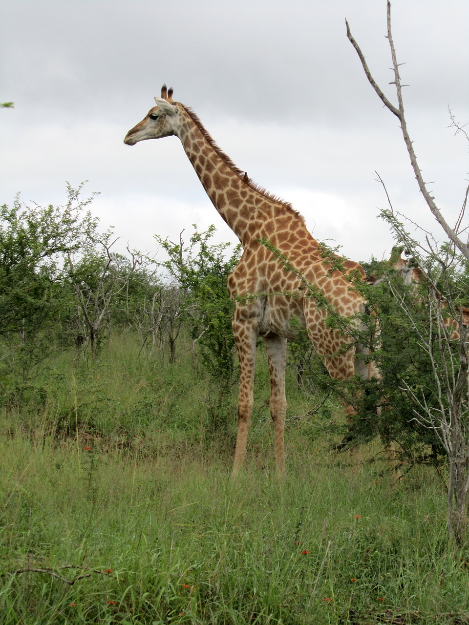 Afrikos, Patinas, Žirafa, Gyvūnas, Fauna, Valgyti, Laukinė Gamta, Nemokamos Nuotraukos,  Nemokama Licenzija