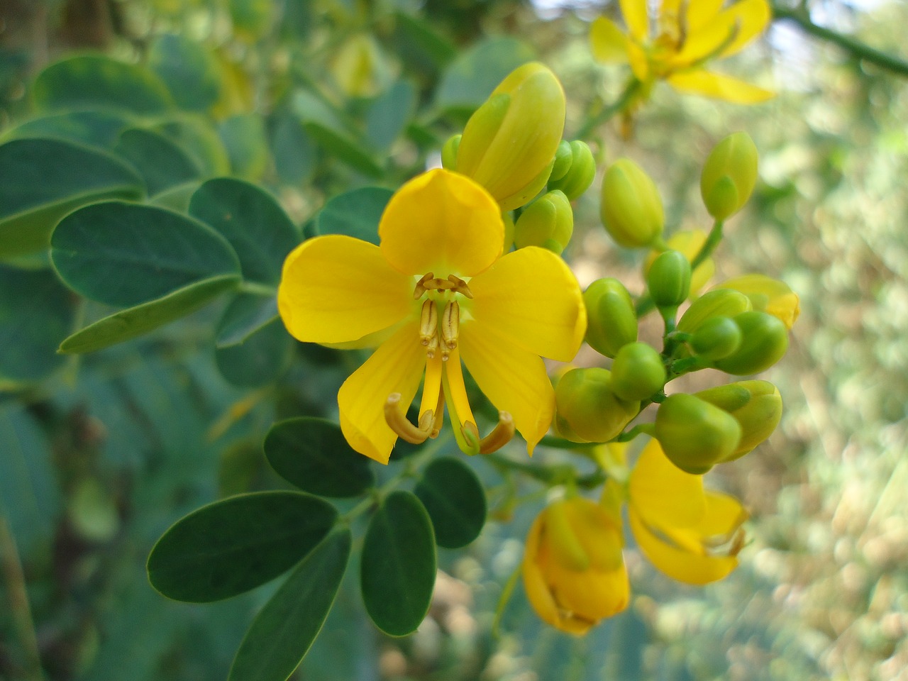 Afrikos, Kenya, Augalas, Gėlė, Gamta, Aplinka, Flora, Botanika, Vietiniai, Nemokamos Nuotraukos