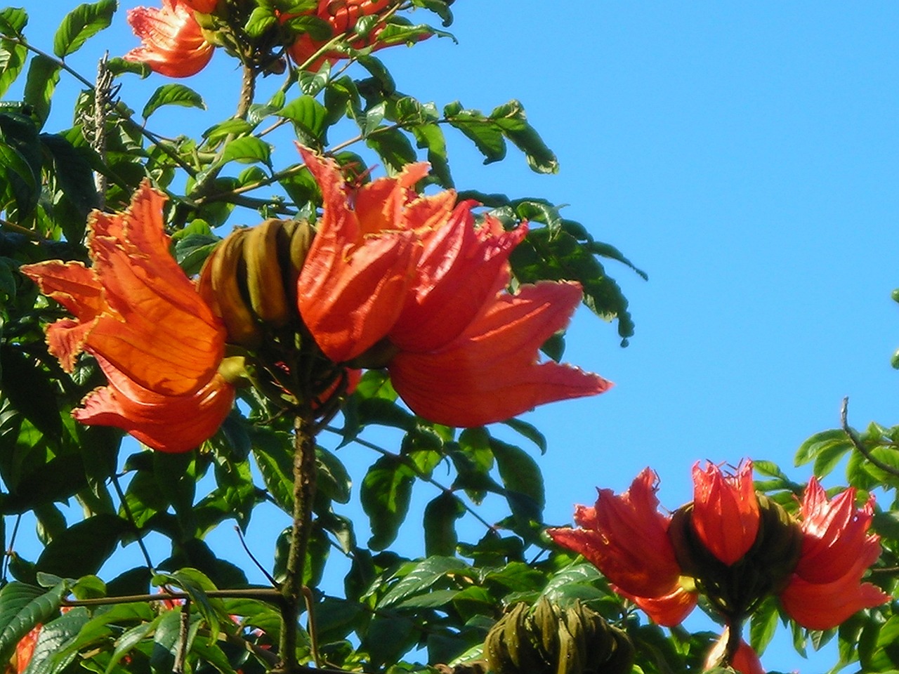 Afrikos, Tulpių Medis, Gėlės, Medis, Oranžinė Raudona, Šviesus, Madeira, Uždaryti, Raudona, Oranžinė