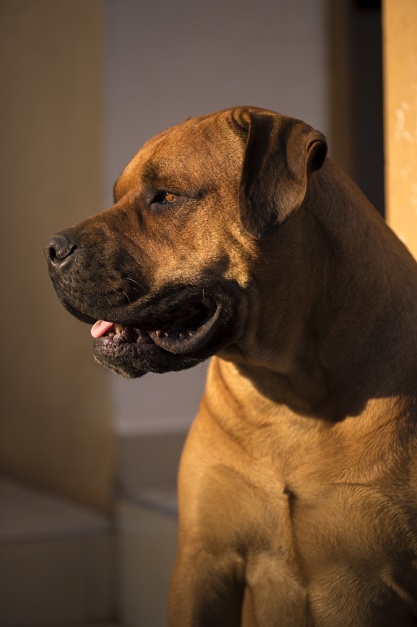 African Boerboel, Bulių Mastifas, Afrika, Saulėlydis, Šuo, Kietas, Moteris, Nemokamos Nuotraukos,  Nemokama Licenzija