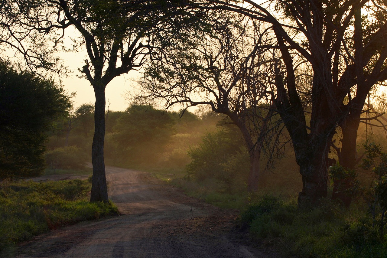 African Bush, Saulėlydis, Kraštovaizdis, Purvo Kelias, Medžiai, Pietų Afrika, Safari, Nemokamos Nuotraukos,  Nemokama Licenzija