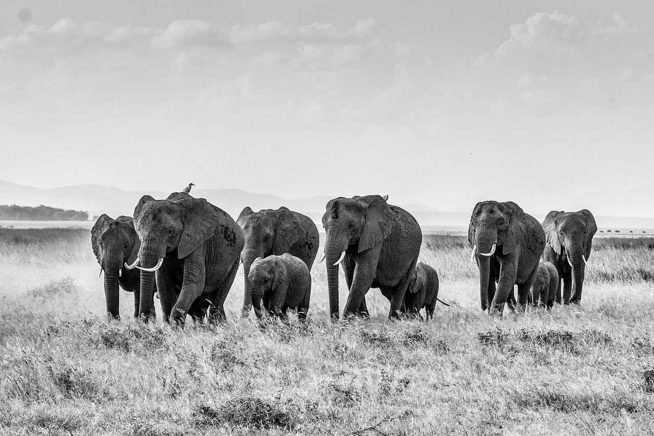 African Bush Dramblys, Dramblys, Dramblių Banda, Afrika, Dideli Penki, Kenya, Gamta, Rytų Afrika, Proboscidea, Žinduoliai