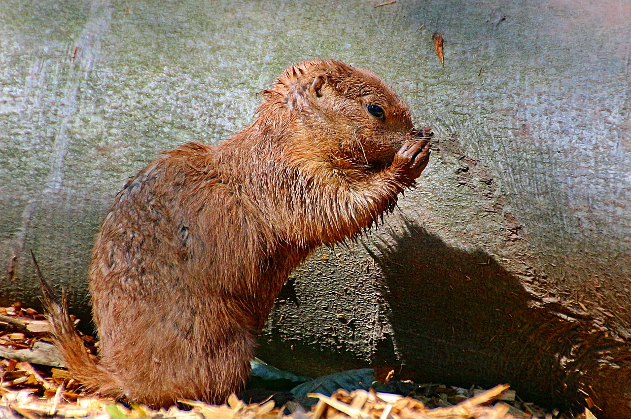 Afrikos Krūmo Voverė, Paraxerus, Afrikietiška Voverė, Mažas Valyti, Mielas, Šlapias, Saldus, Gyvūnų Pasaulis, Nemokamos Nuotraukos,  Nemokama Licenzija