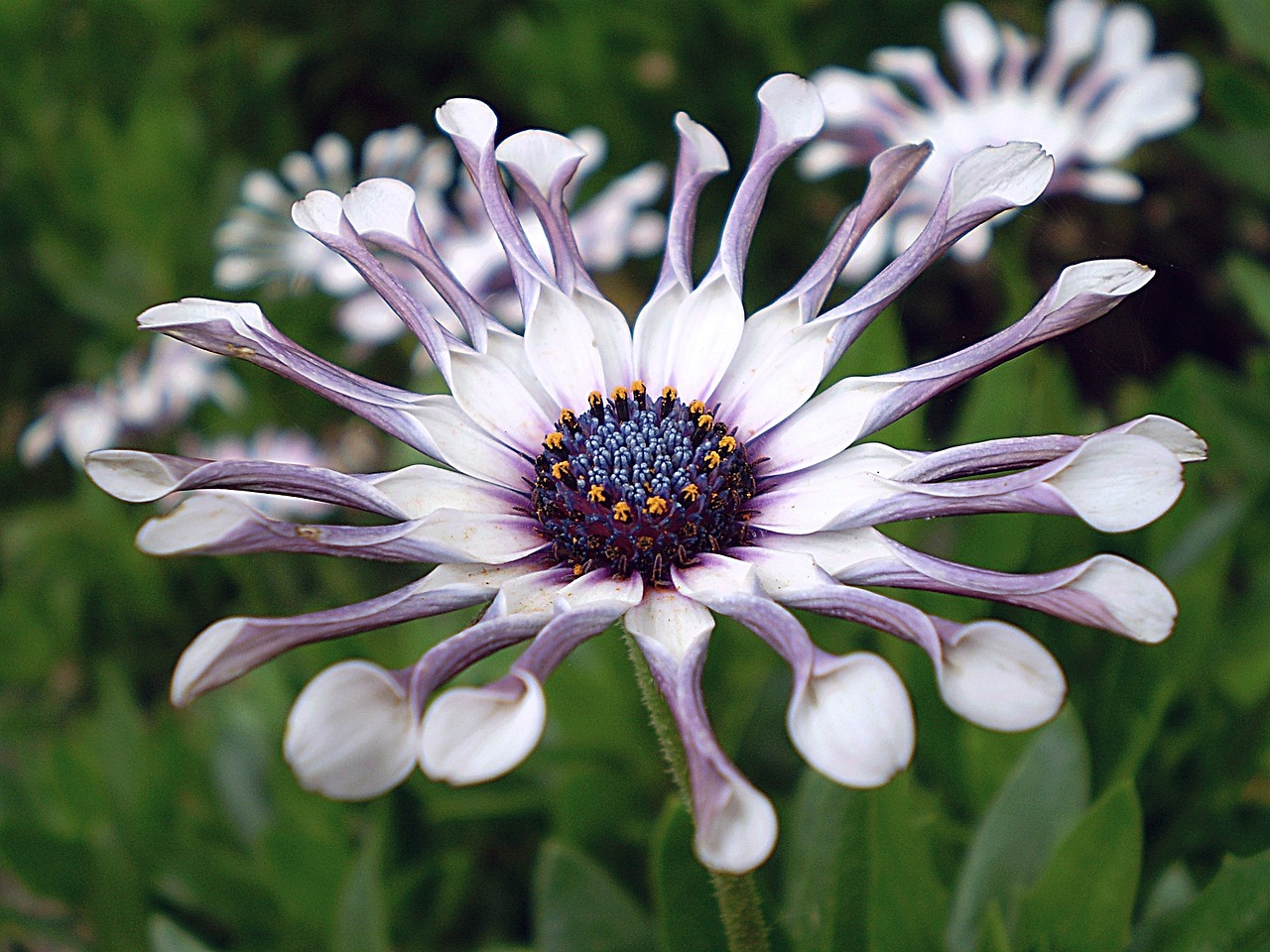 African Daisy, Gėlė, Augalas, Žiedlapiai, Gėlių, Makro, Spalvinga, Žydėti, Žiedas, Šviesus