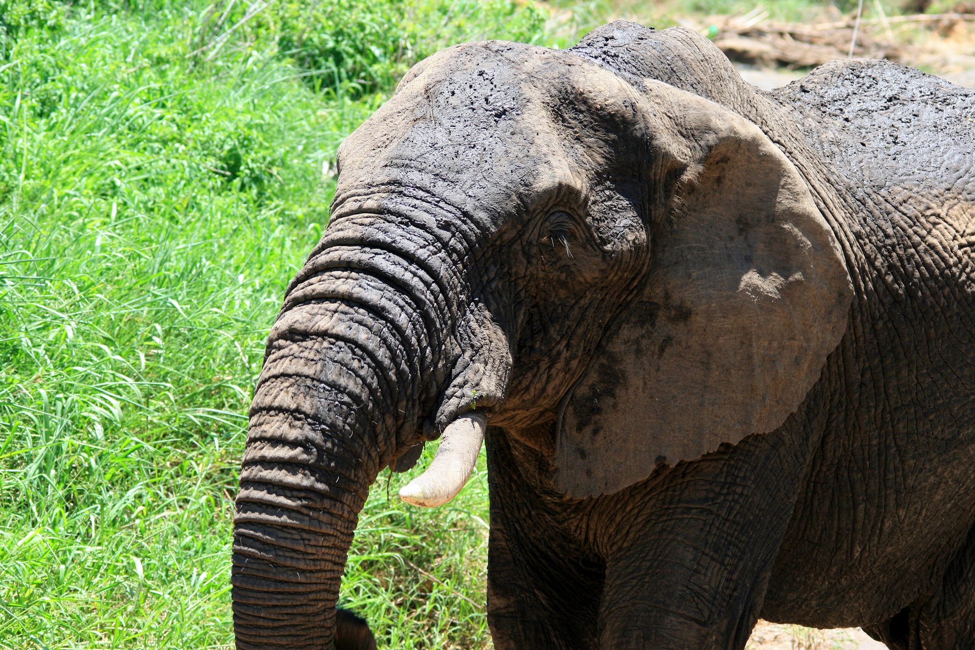 Gyvūnas,  Dramblys,  Afrikos,  Pachyderm,  Bagažinė,  Tusks,  Afrikos Dramblys, Nemokamos Nuotraukos,  Nemokama Licenzija