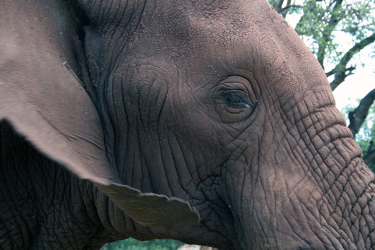 Afrikos Dramblys, Akis, Ausis, Gyvūnas, Žinduolis, Gamta, Raukšlėtas, Galingas, Nykstantis, Nemokamos Nuotraukos