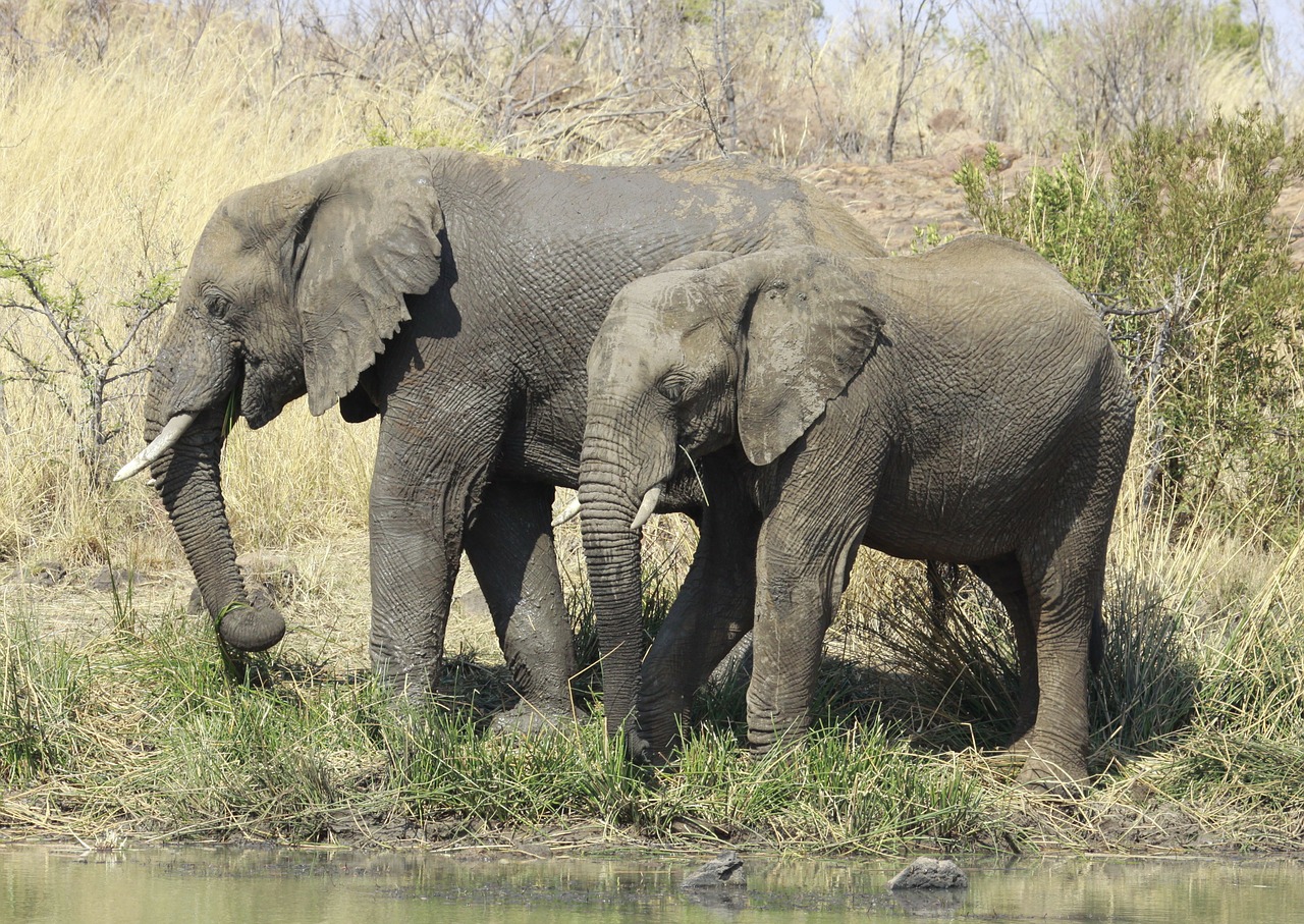 Afrikos Dramblys, Pilanesbergo Nacionalinis Parkas, Pietų Afrika, Laukinė Gamta, Gamta, Gyvūnų Pasaulis, Afrika, Laukiniai, Gyvūnų Laukiniai Gyvūnai, Sausumos Gyvūnai