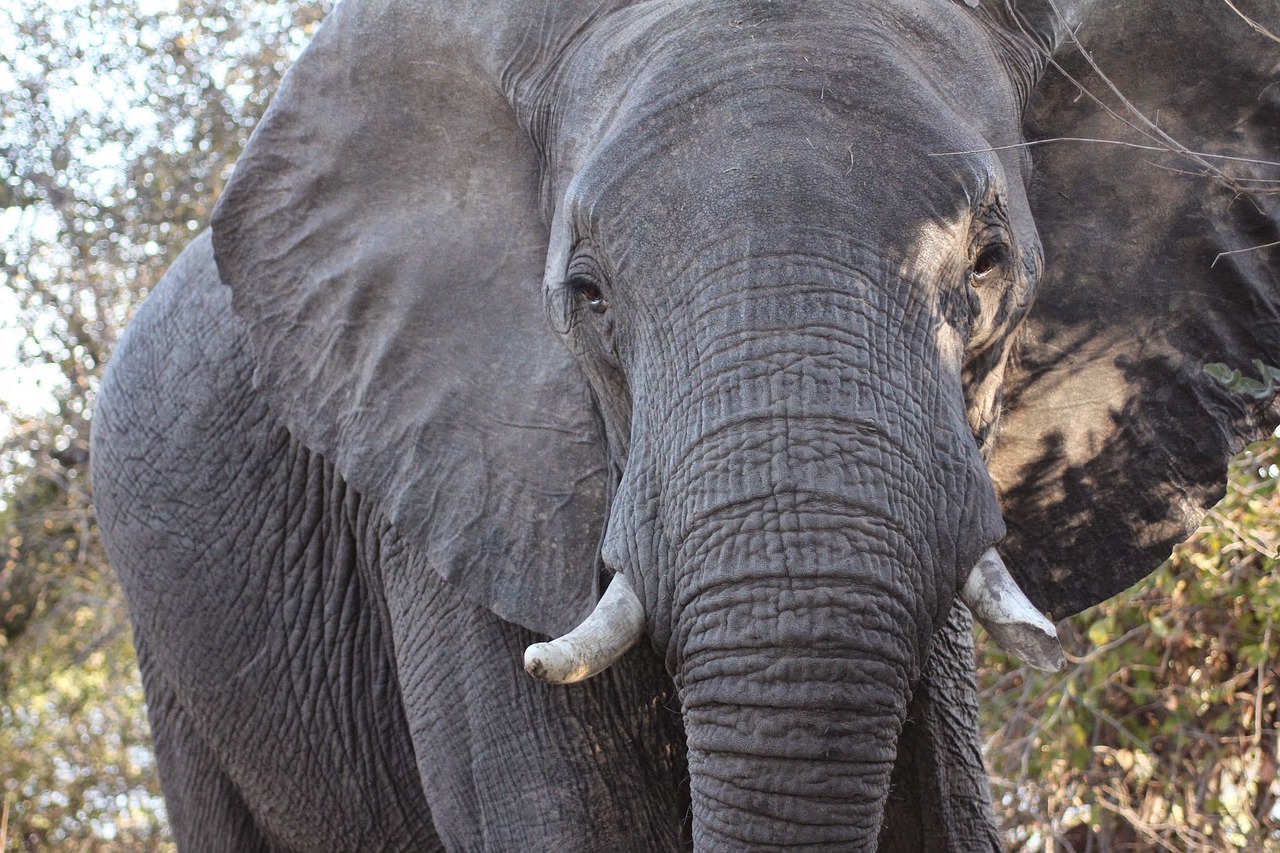 Afrikos Dramblys, Afrika, Dramblys, Mielas, Didelis, Zoologijos Sodas, Gyvūnas, Laukinis Gyvūnas, Natūralus, Regėjimo Linija