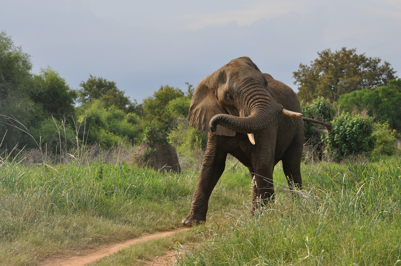 Afrikos Dramblys, Tusks, Bagažinė, Žinduolis, Laukinė Gamta, Gamta, Dykuma, Pachyderm, Nemokamos Nuotraukos,  Nemokama Licenzija