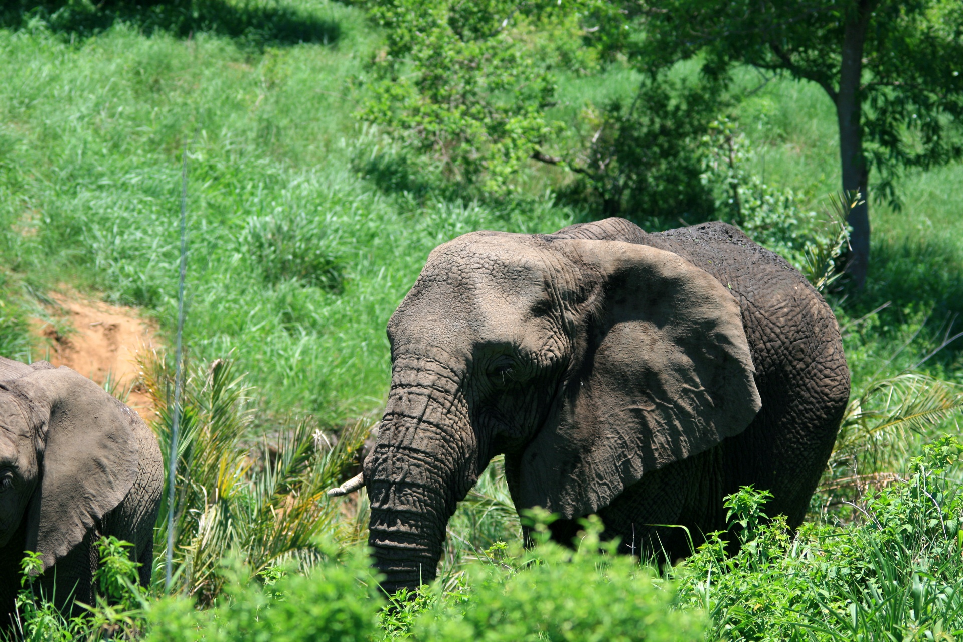 Gyvūnas,  Žaidimas,  Dramblys,  Afrikos,  Pachyderm,  Didelis,  Sunkus,  Afrikos Dramblys Žaliuoju Krūmu, Nemokamos Nuotraukos,  Nemokama Licenzija