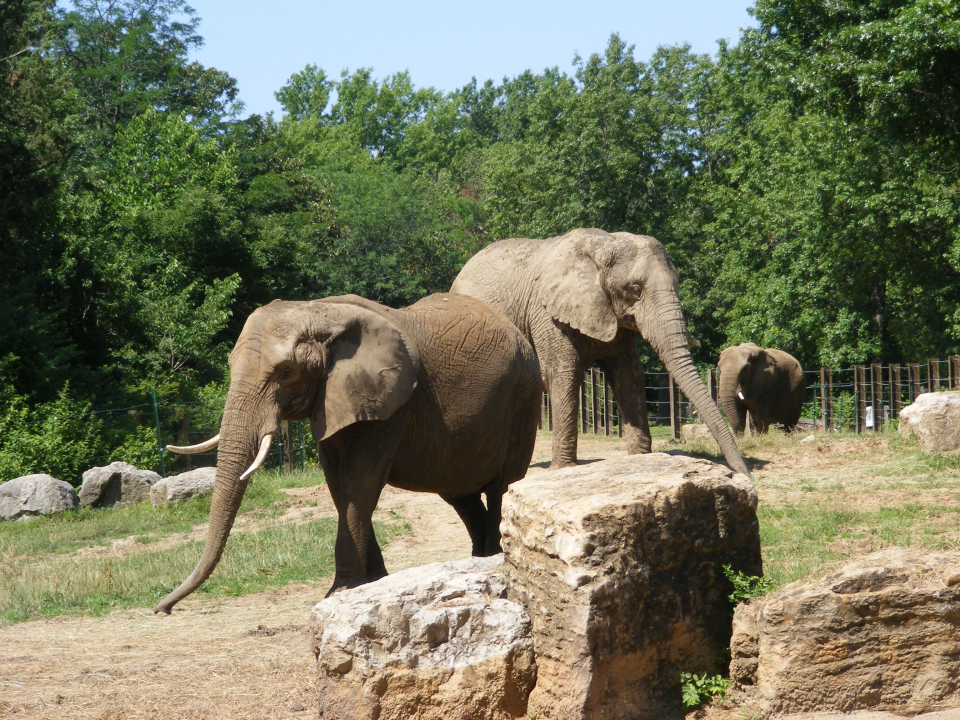 Animal zoo. Африканский слон в Таллинском зоопарке. Африканский слон Ленинградский зоопарк. Анапа зоопарк Африканский слон. Африканский слон в Московском зоопарке.