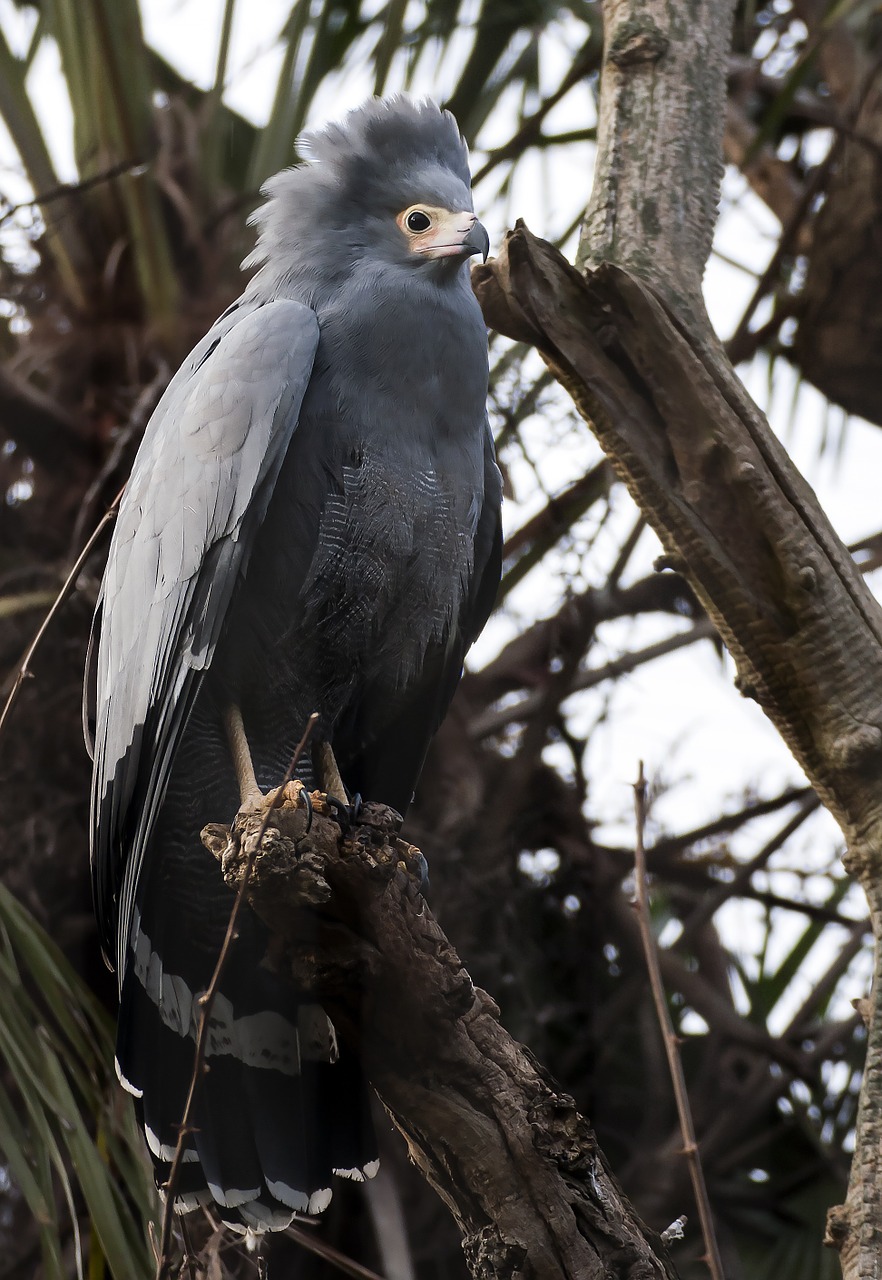 Afrikietiška Lašiša-Vanagas, Harrier Hawk, Gimnogenas, Paukštis, Gyvūnas, Zoologijos Sodas, Fauna, Laukinė Gamta, Nemokamos Nuotraukos,  Nemokama Licenzija