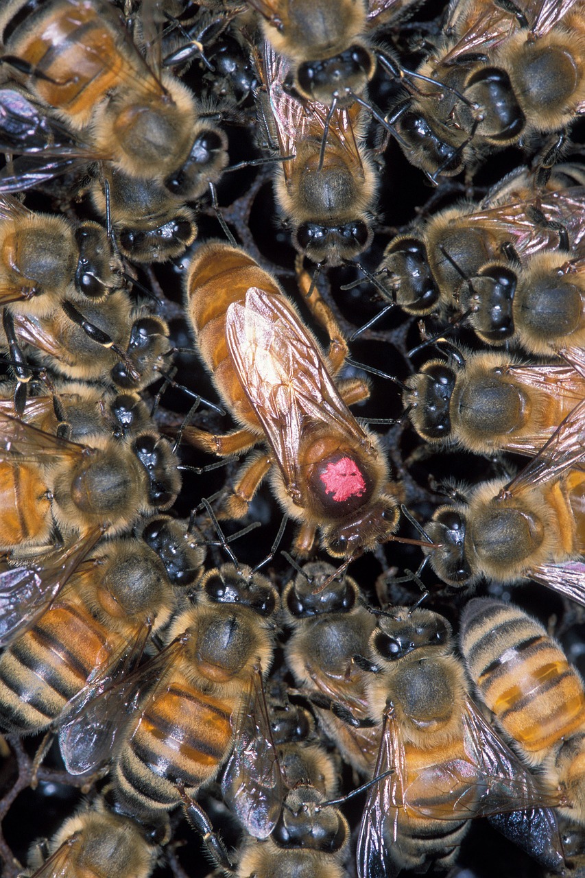 Afrikietiškas Medus Bites, Avilys, Karalienė, Darbuotojai, Šukos, Medus, Bitininkystė, Korio Rupiniai, Bitės, Vabzdys
