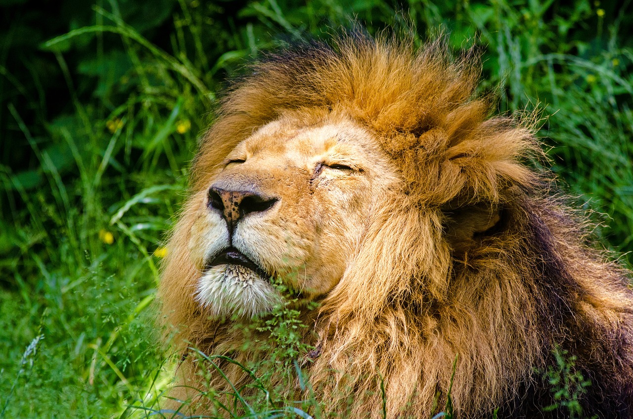 Afrikinis Liūtas, Liūtas, Patinas, Žiurkė, Tingus, Katė, Gyvūnas, Plėšrūnas, Zoologijos Sodas, Afrika