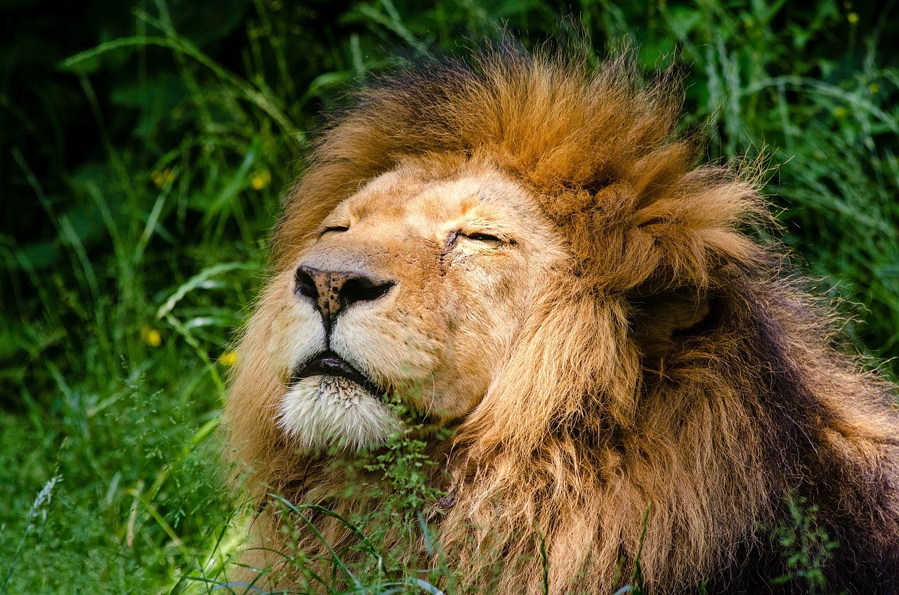 Afrikinis Liūtas, Kačių, Didelė Katė, Laukinė Gamta, Gamta, Plėšrūnas, Miega, Patinas, Karalius, Medžiotojas