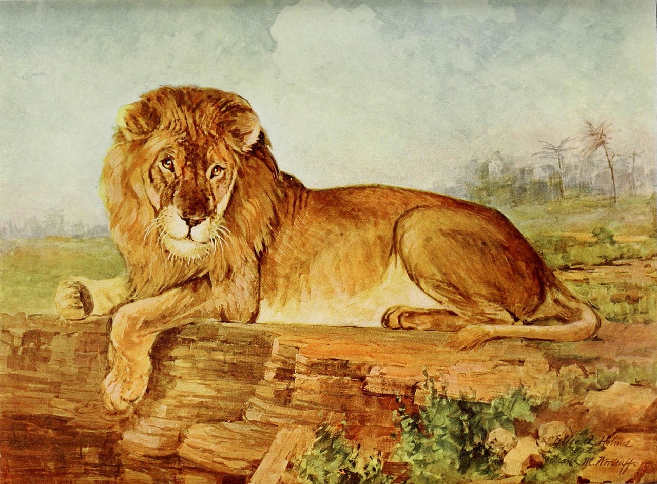 Afrikinis Liūtas, Vyriškas Liūtas, Laukinė Gamta, Nemokamos Nuotraukos,  Nemokama Licenzija
