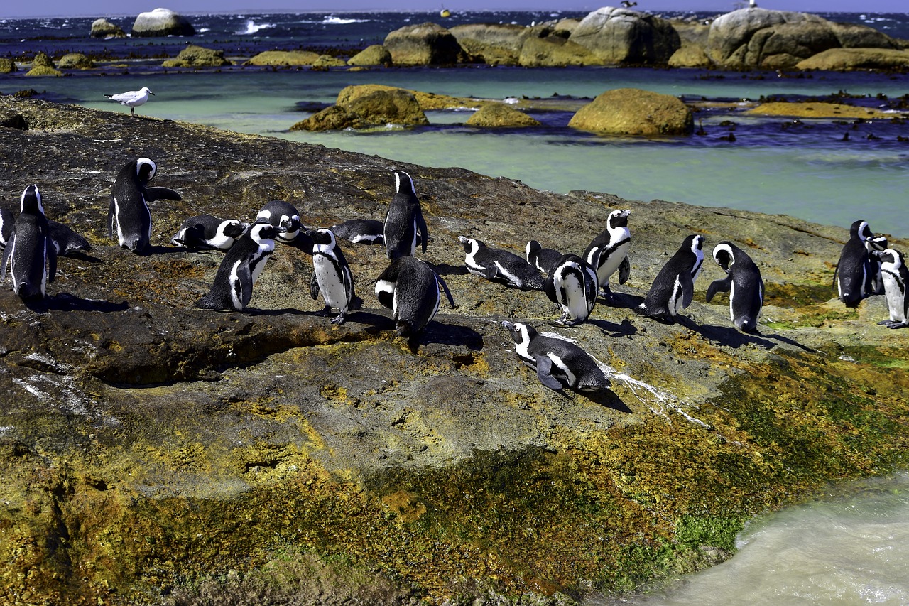 Afrikinis Pingvinas,  Rieduliai,  Gamta,  Vanduo,  Laukinė Gamta,  Lauke,  Gyvūnas,  Laukiniai,  Be Honoraro Mokesčio, Nemokamos Nuotraukos