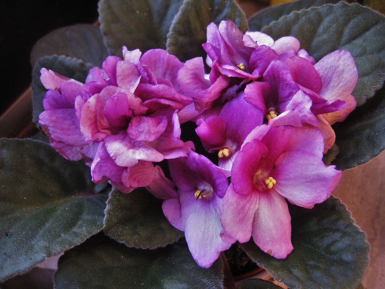 African Violets, Saintpaulia, Violetinė, Žydintis Augalas, African Violet, Violetinė, Augalas, Kambarinis Augalas, Gėlė, Gėlės