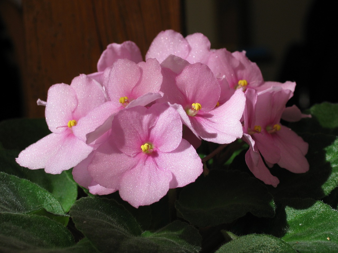 African Violets, Saintpaulia, Gėlė, Žalias, Flora, Žiedlapis, Kambarinis Augalas, Žydėti, Gamta, Nemokamos Nuotraukos