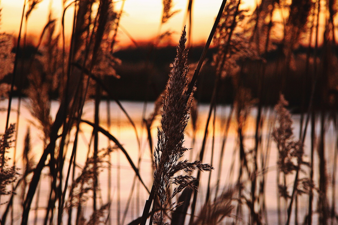 Afterglow, Saulėlydis, Nendrė, Tvenkinys, Žiema, Geras Oras, Švarus Dangus, Gamta, Abendstimmung, Vakarinis Dangus