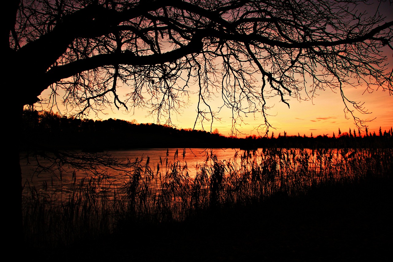 Afterglow, Saulėlydis, Nendrė, Tvenkinys, Žiema, Geras Oras, Švarus Dangus, Gamta, Abendstimmung, Vakarinis Dangus