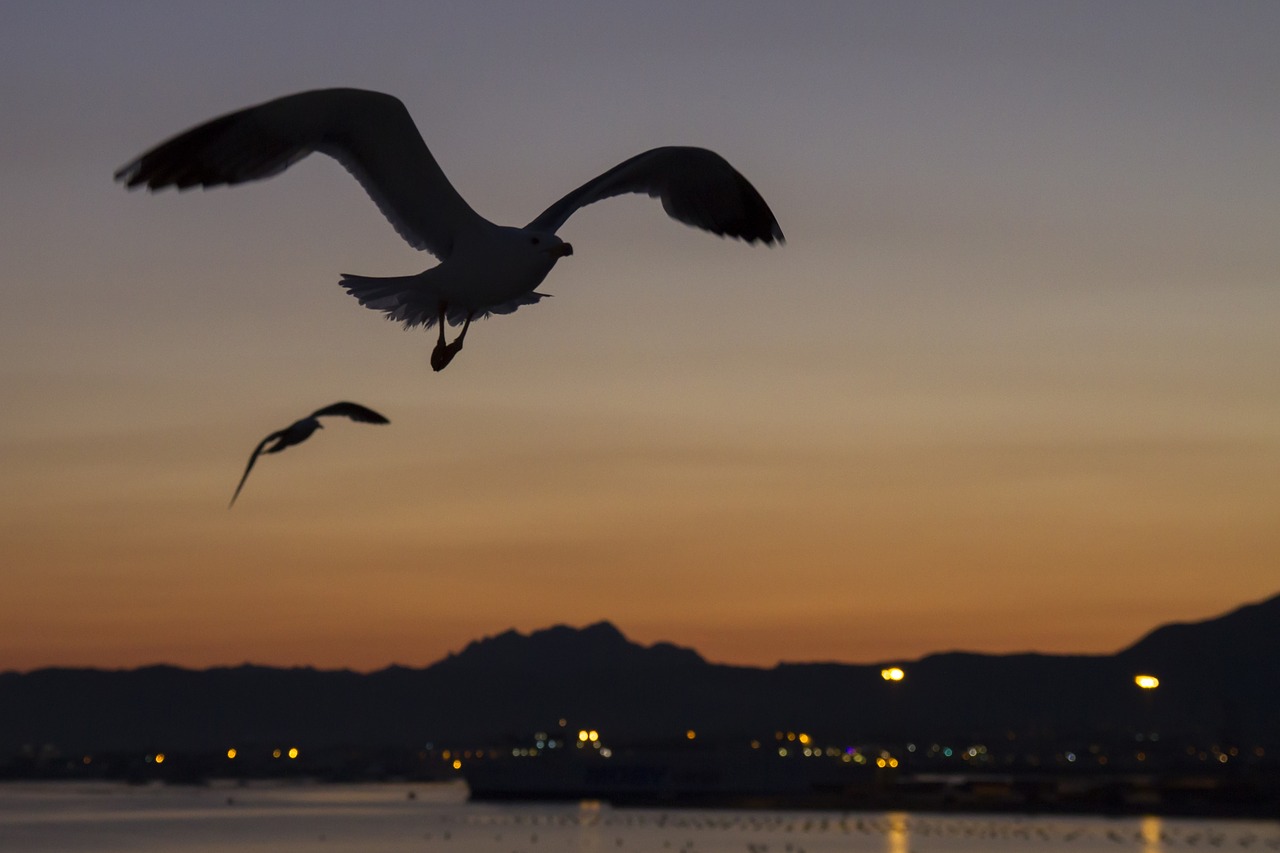 Afterglow, Kaukolės, Kontūras, Olbia, Sardinija, Vakarinis Dangus, Nemokamos Nuotraukos,  Nemokama Licenzija