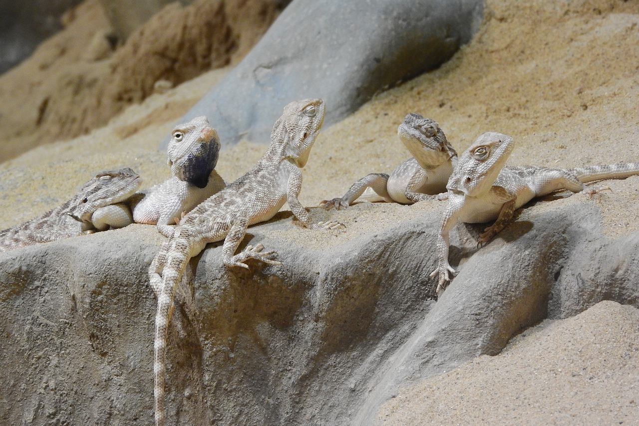 Agama Stepė, Trapelus Sanguinolentus, Agamas, Grupė Agam, Keletą Driežas, Agamas Smėlyje, Prague Zoo, Smiltainio Driežas, Nemokamos Nuotraukos,  Nemokama Licenzija