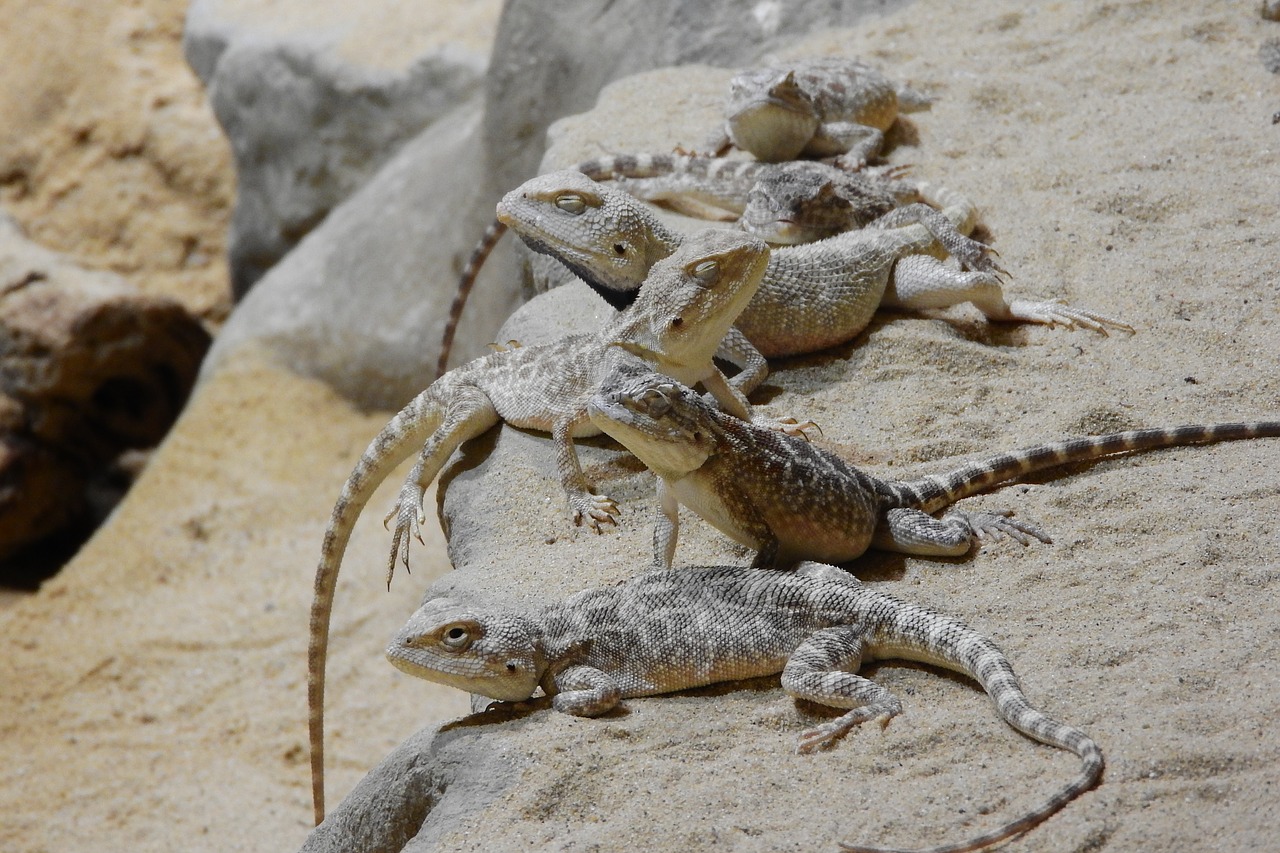 Agama Stepė, Trapelus Sanguinolentus, Agamas, Grupė Agam, Keletą Driežas, Agamas Smėlyje, Prague Zoo, Smiltainio Driežas, Nemokamos Nuotraukos,  Nemokama Licenzija