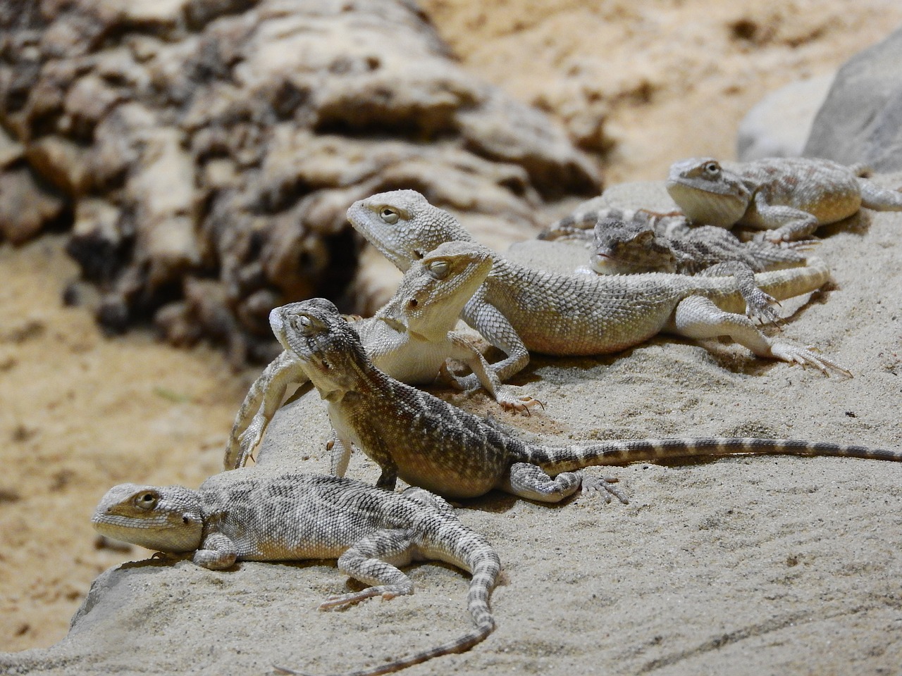 Agama Stepė, Trapelus Sanguinolentus, Agamas, Grupė Agam, Keletą Driežas, Agamas Smėlyje, Prague Zoo, Smiltainio Driežas, Nemokamos Nuotraukos,  Nemokama Licenzija