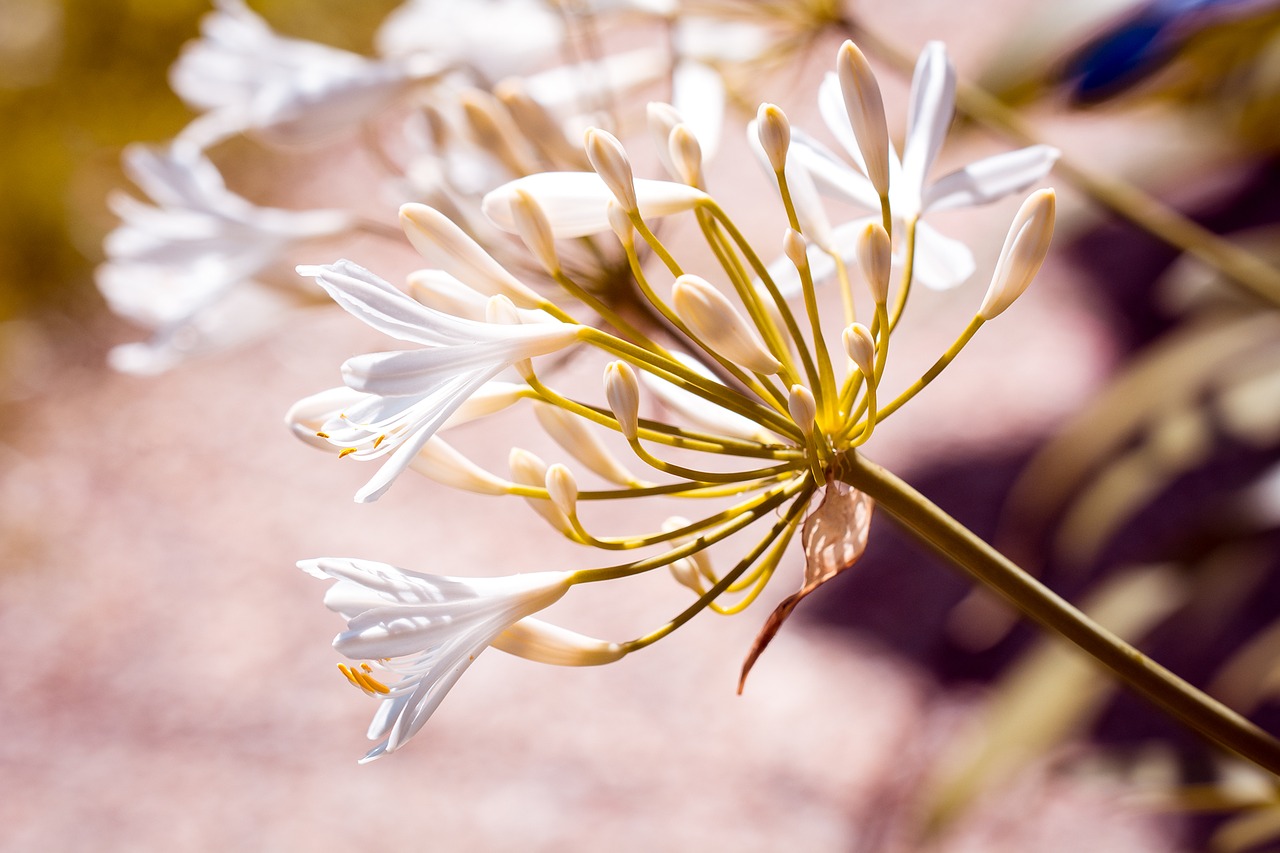 Agapanthus, Balta, Baltos Juvelyrikos Lelija, Amaryllidaceae, Sodas, Sode, Gėlė, Balta Gėlė, Žiedas, Žydėti