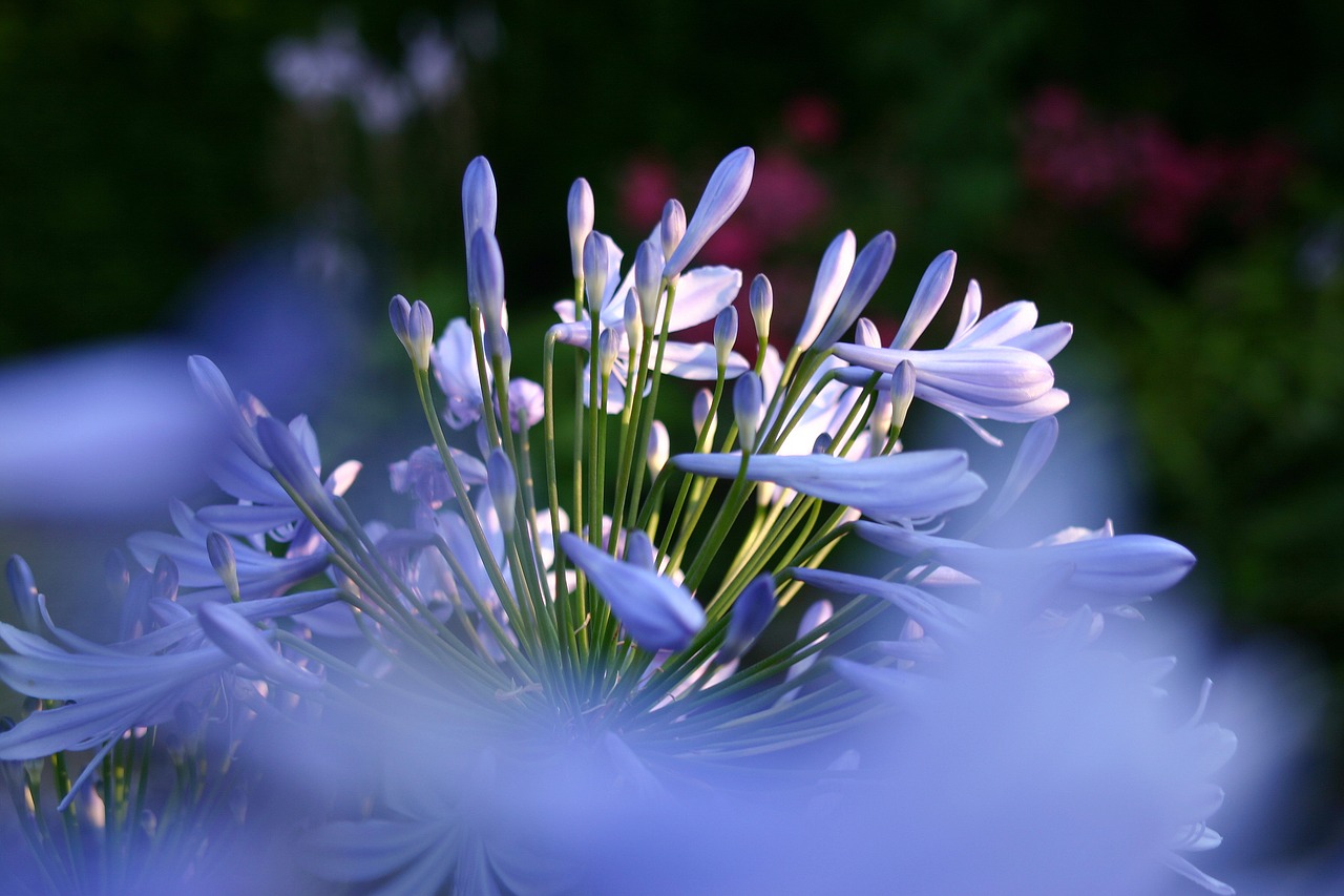 Agapanthus, Augalas, Gėlė, Mėlynas, Vasara, Mėlyna Papuošalai Lelija, Gėlės, Uždaryti, Gamta, Spalvinga