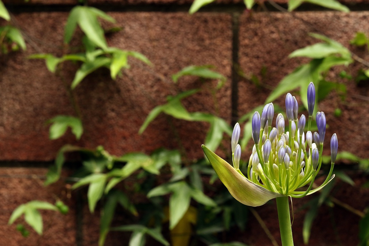 Agapanthus, Pumpurai, Mėlyna Gėlė, Augalas, Egzotiškas, Gėlė, Sodas, Mėlynos Gėlės, Gamta, Ispanija