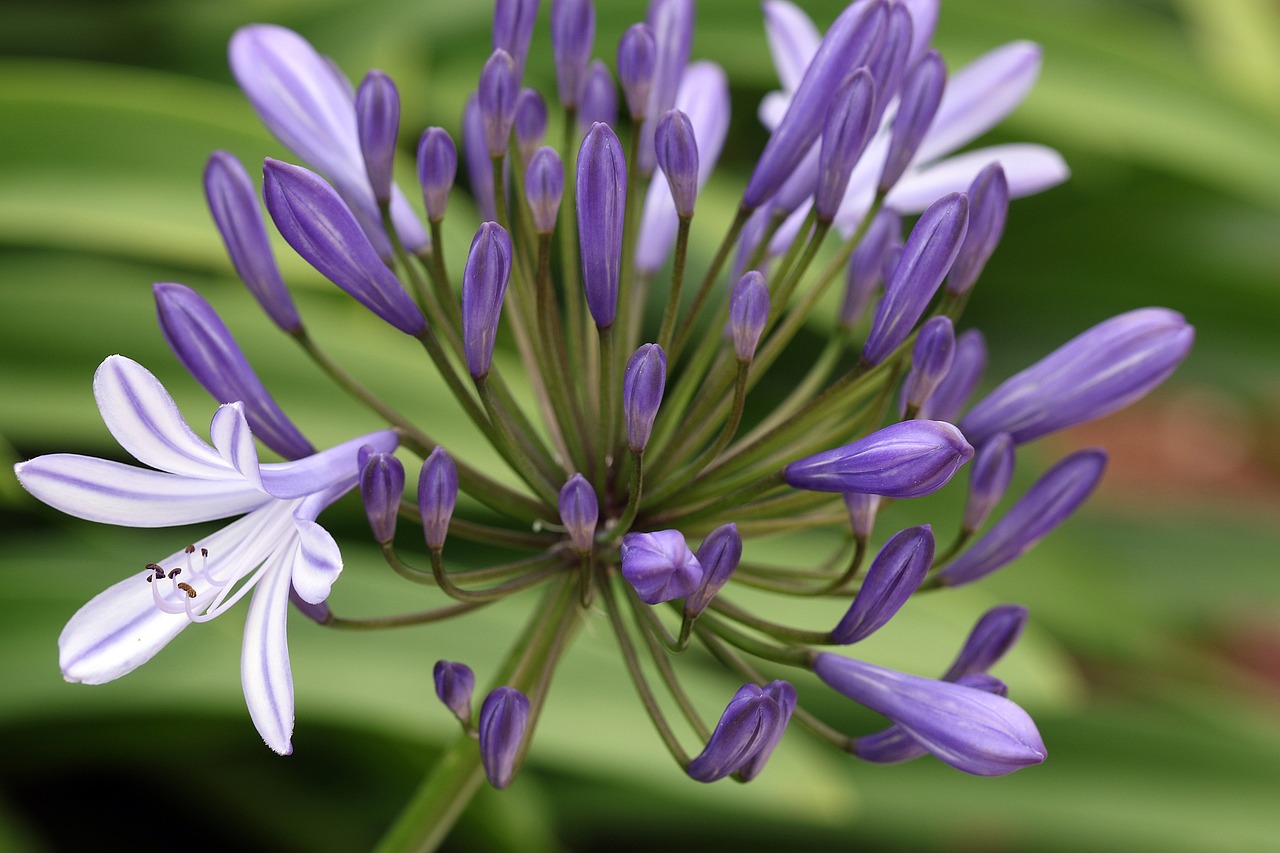 Agapanthus, Pumpurai, Mėlynos Gėlės, Mėlyna Gėlė, Egzotiškas, Ispanija, Svogūnų Augalas, Atogrąžų Augalas, Tenerifė, Sodas