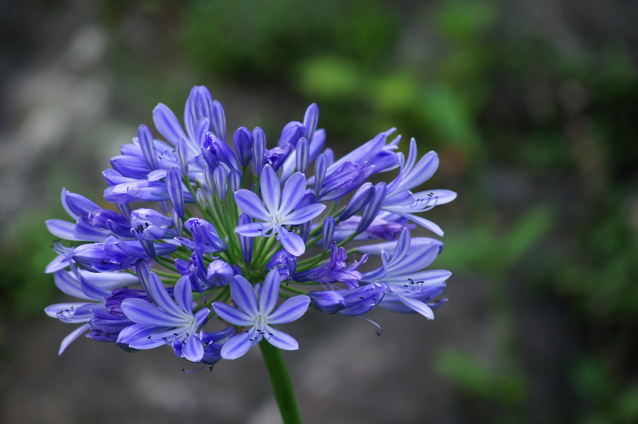 Agapanthus, Mėlynas, Gėlė, Žydėjimas, Augalas, Makro, Nemokamos Nuotraukos,  Nemokama Licenzija