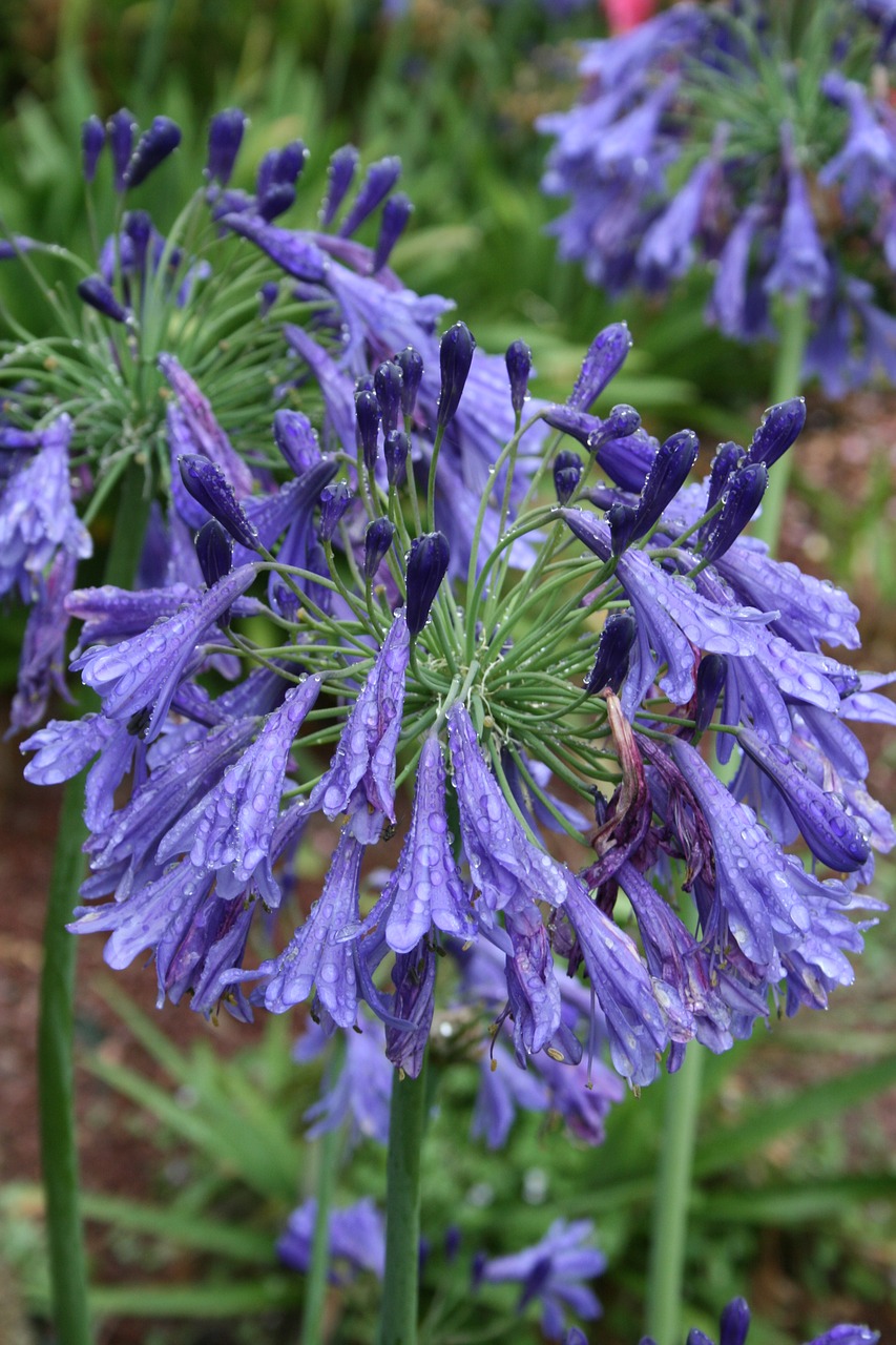 Agapanthus, Mėlynos Gėlės, Gėlė, Augalas, Žydėjimas, Mėlynas, Perinti, Sodas, Gamta, Botanika