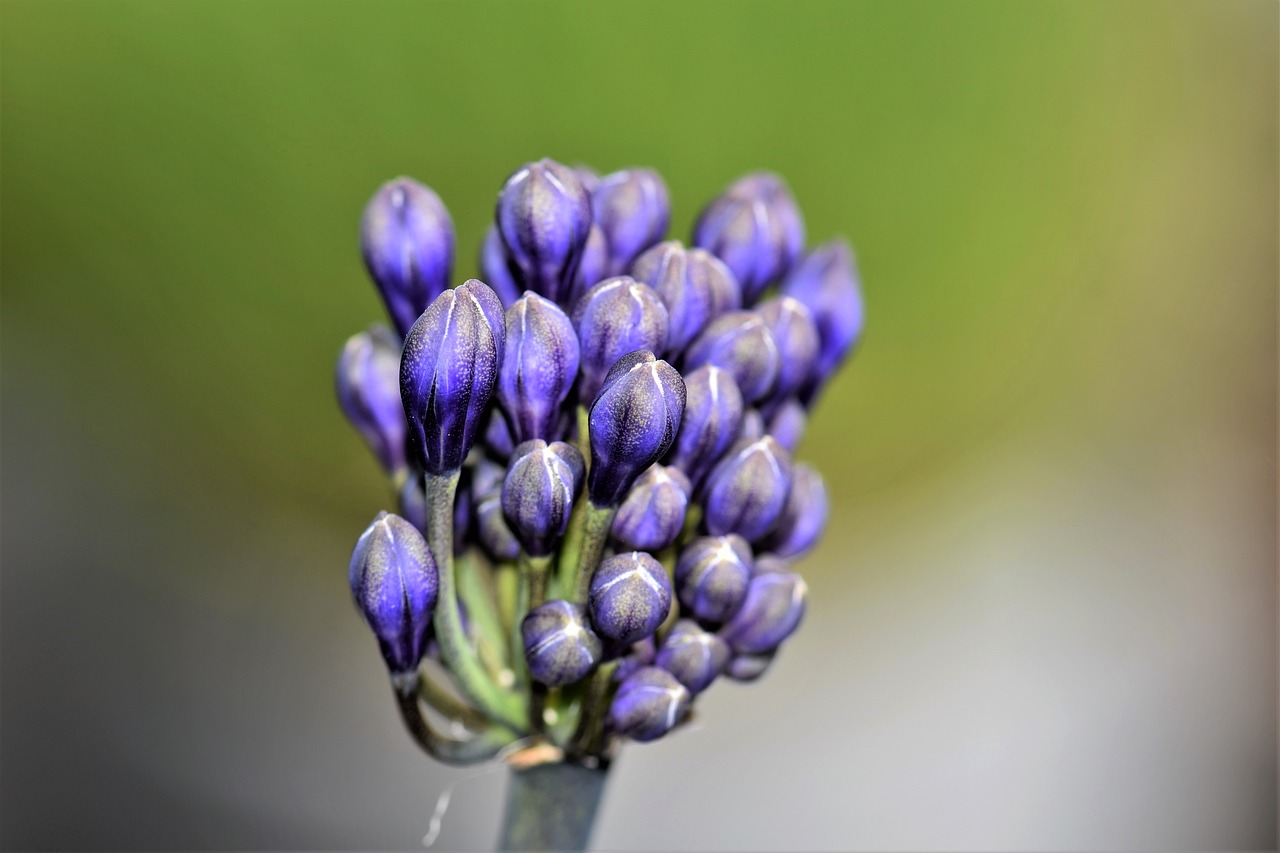 Agapanthus, Gėlė, Žiedas, Žydėti, Augalas, Lelija, Mėlynas, Žiedynas, Sodas, Mėlyna Papuošalai Lelija