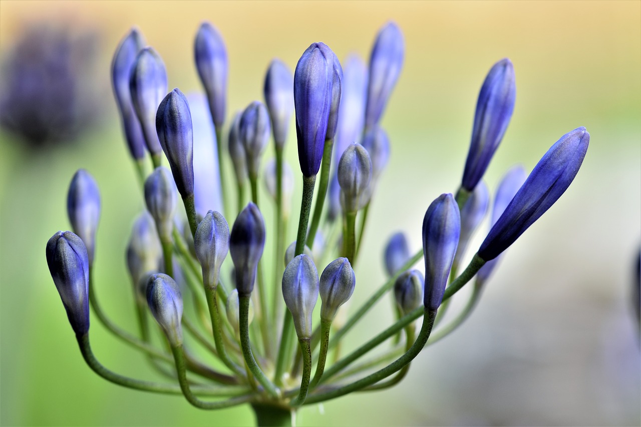 Agapanthus, Gėlė, Žiedas, Žydėti, Augalas, Lelija, Mėlynas, Žiedynas, Sodas, Mėlyna Papuošalai Lelija